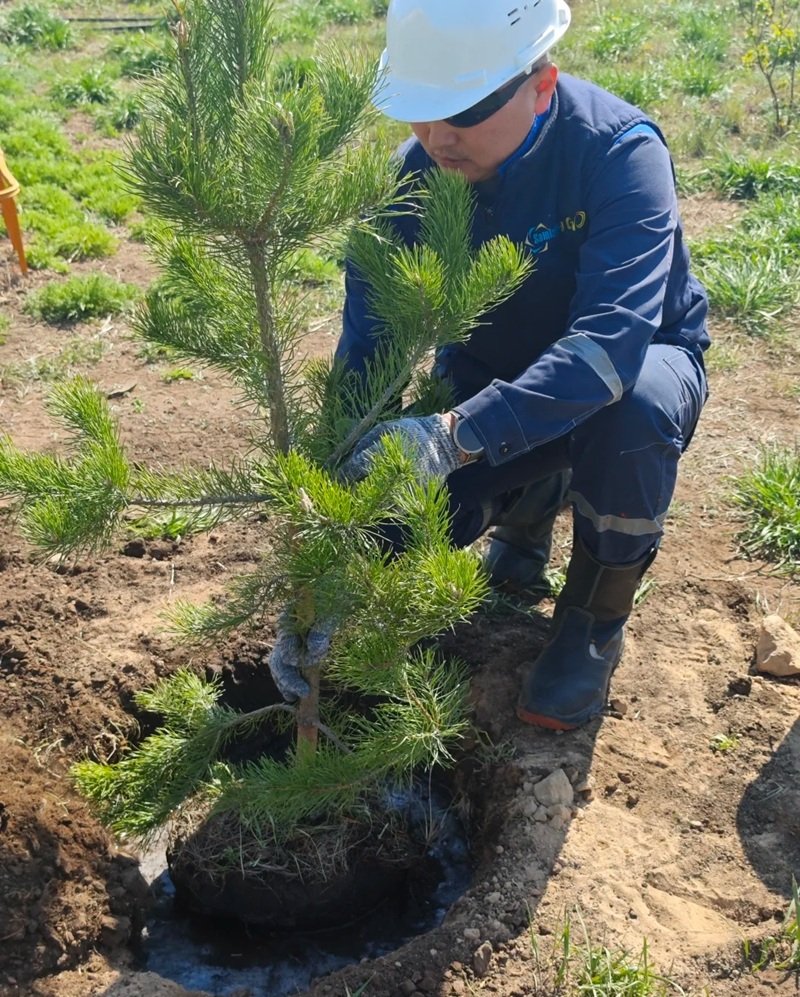 hình ảnh trồng cây 22