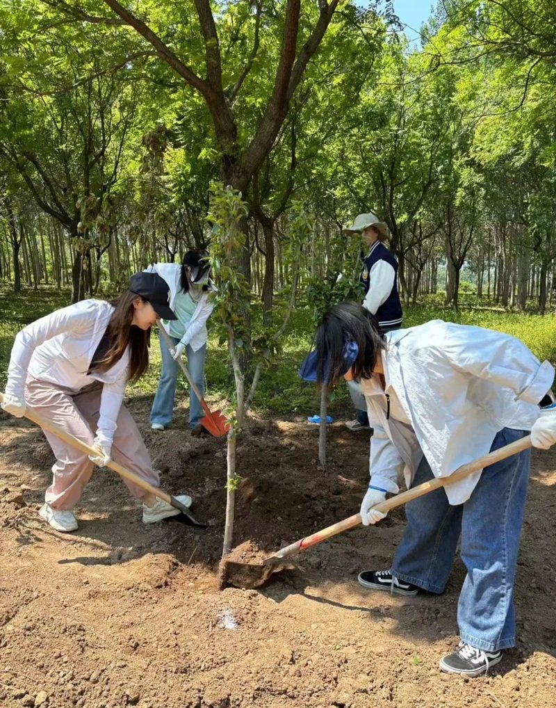 hình ảnh trồng cây 23