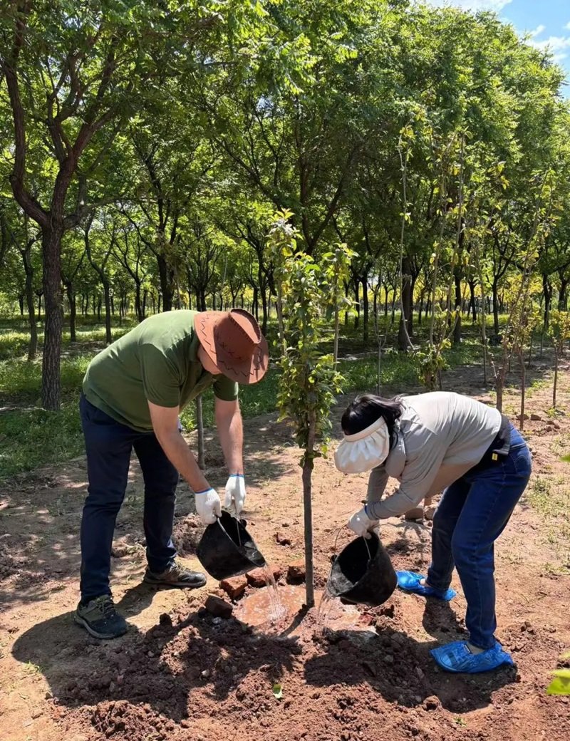 hình ảnh trồng cây 24