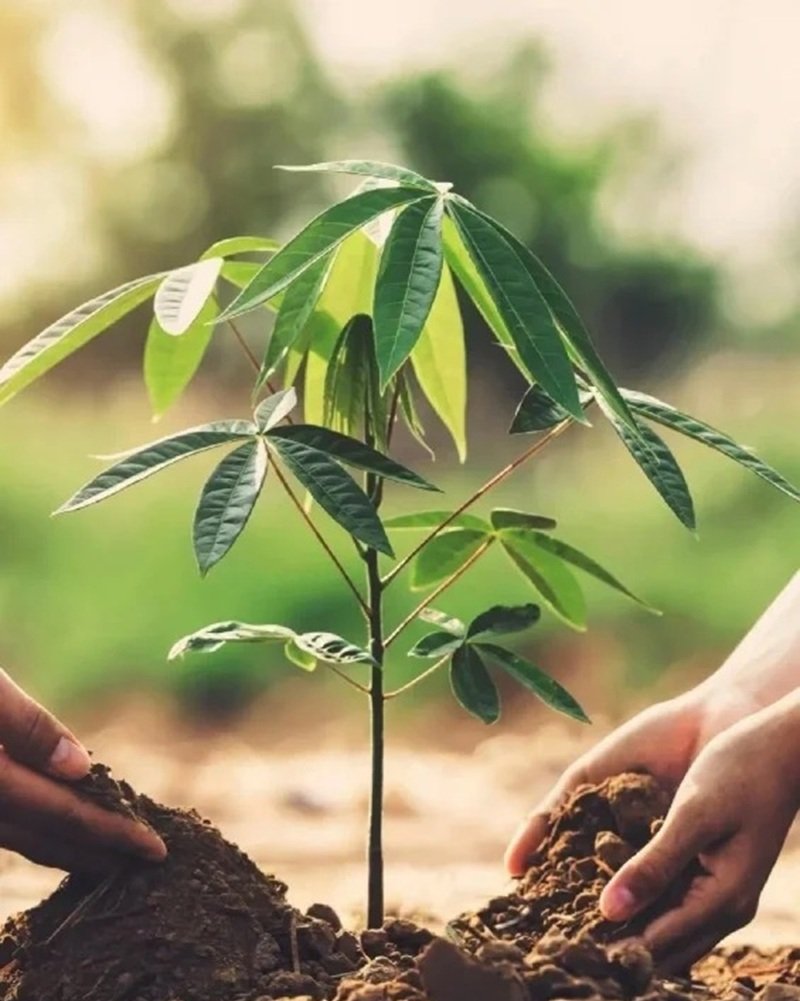hình ảnh trồng cây 26