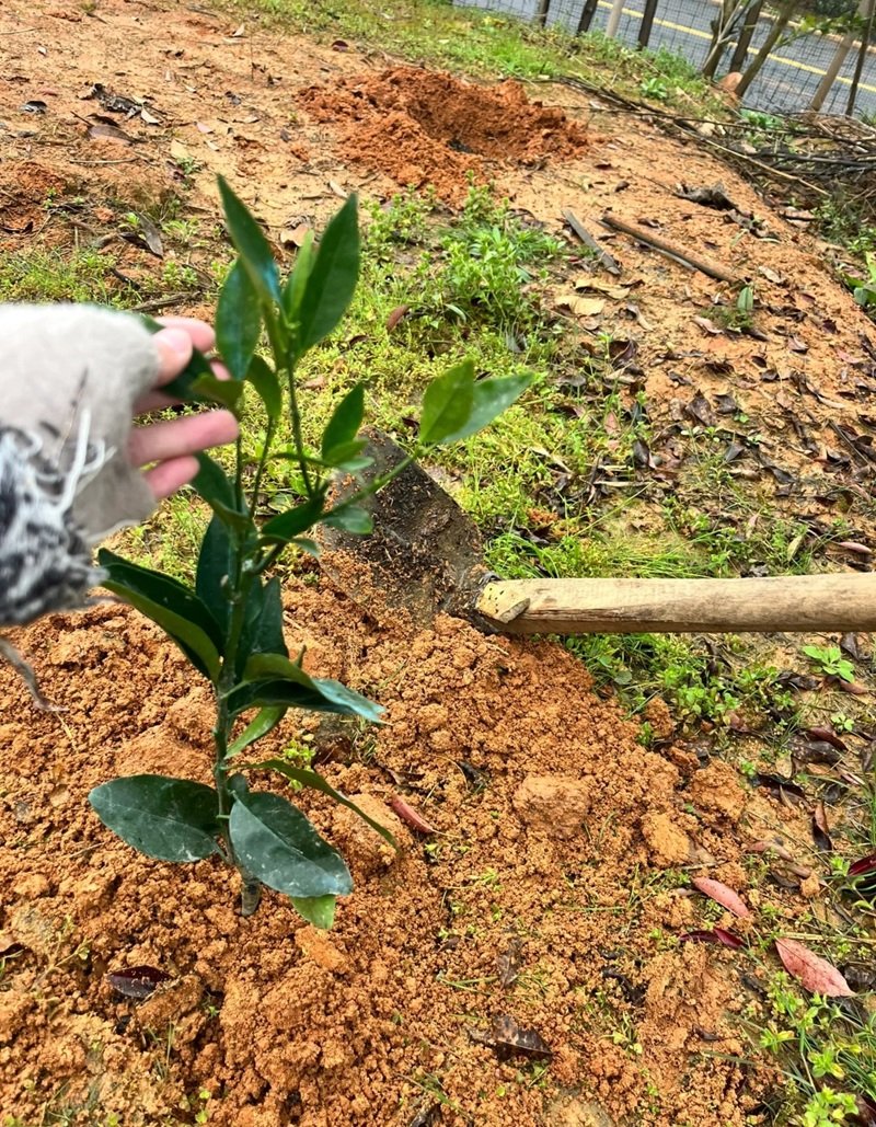 hình ảnh trồng cây 27