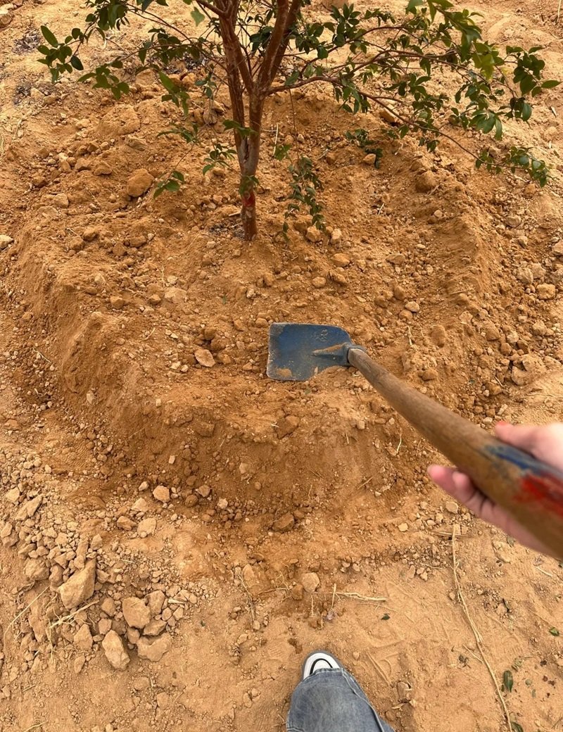 hình ảnh trồng cây 29