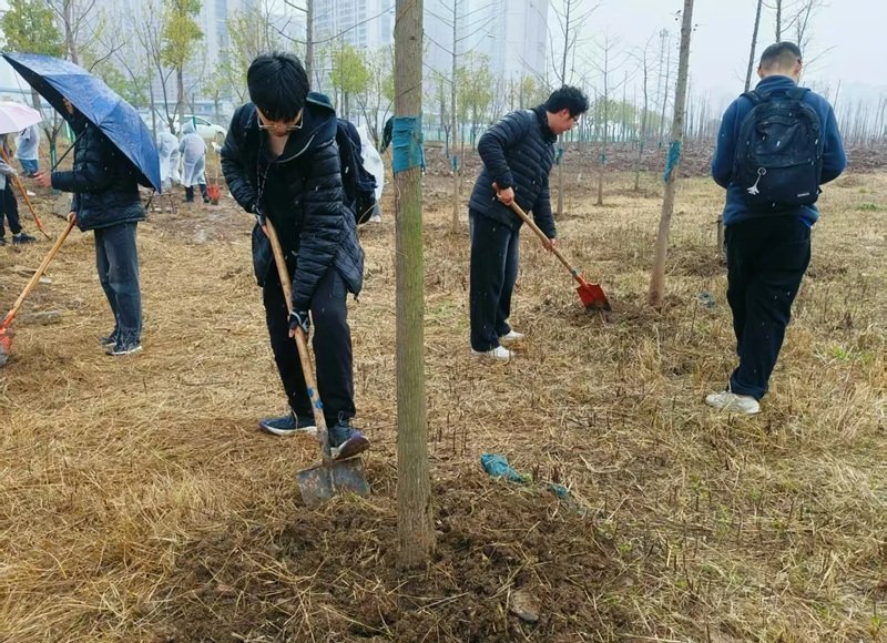 hình ảnh trồng cây 3