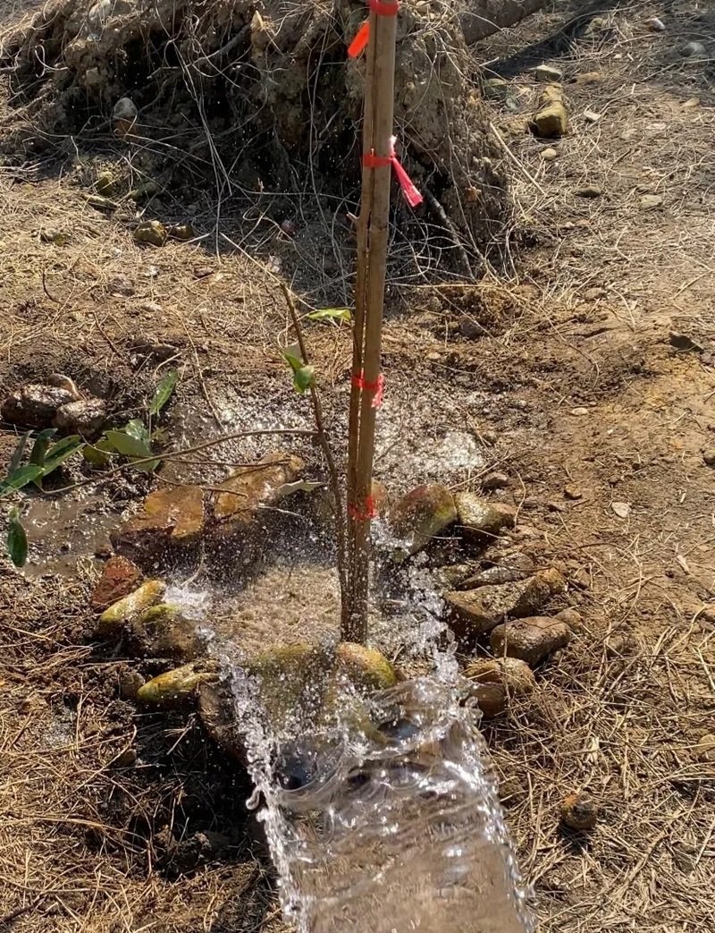 hình ảnh trồng cây 31