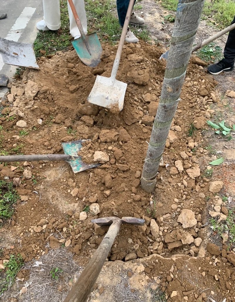 hình ảnh trồng cây 32