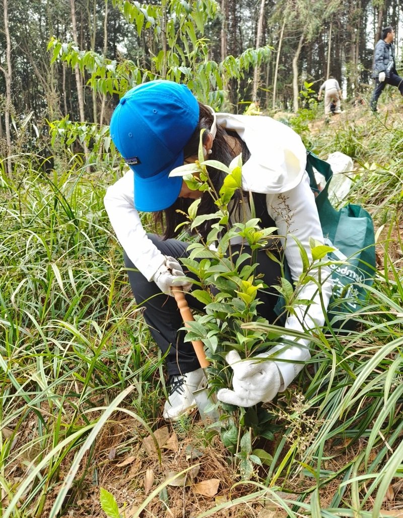hình ảnh trồng cây 33
