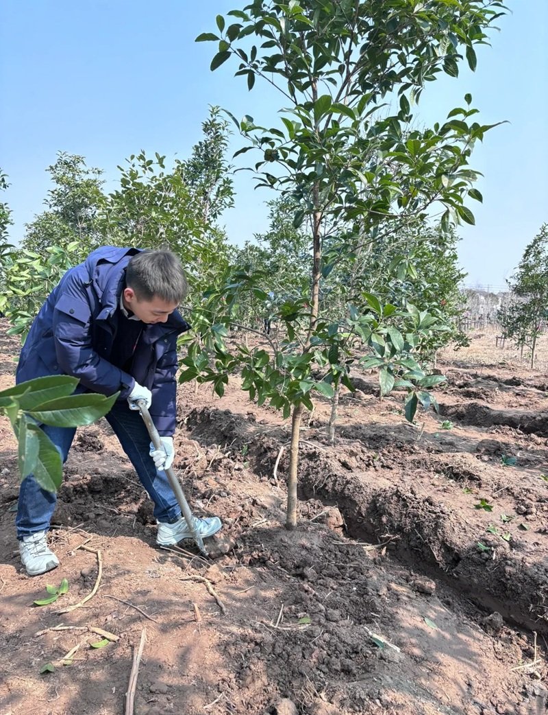 hình ảnh trồng cây 34