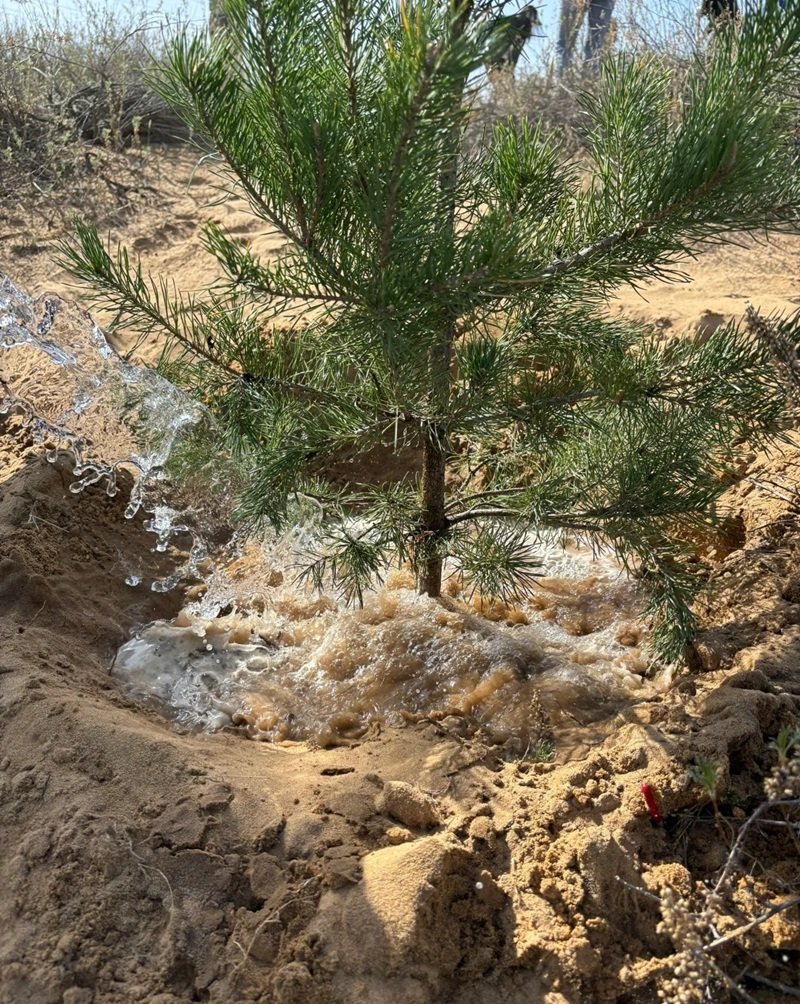 hình ảnh trồng cây 7