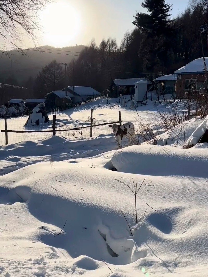 hình ảnh tuyết rơi đẹp nhất 14