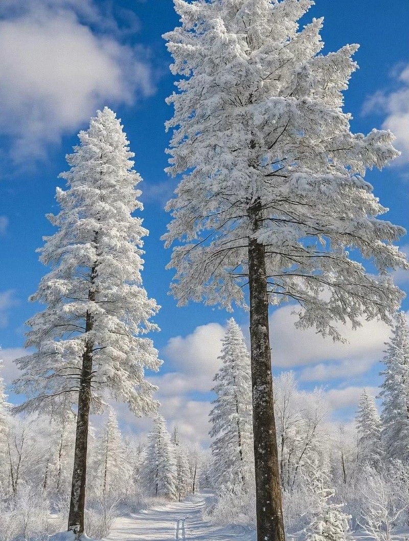 hình ảnh tuyết rơi đẹp nhất 3