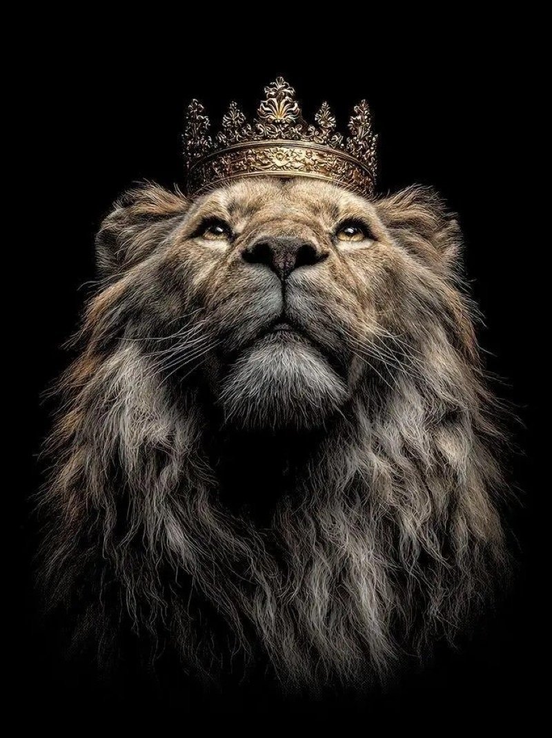 hình con sư tử 10