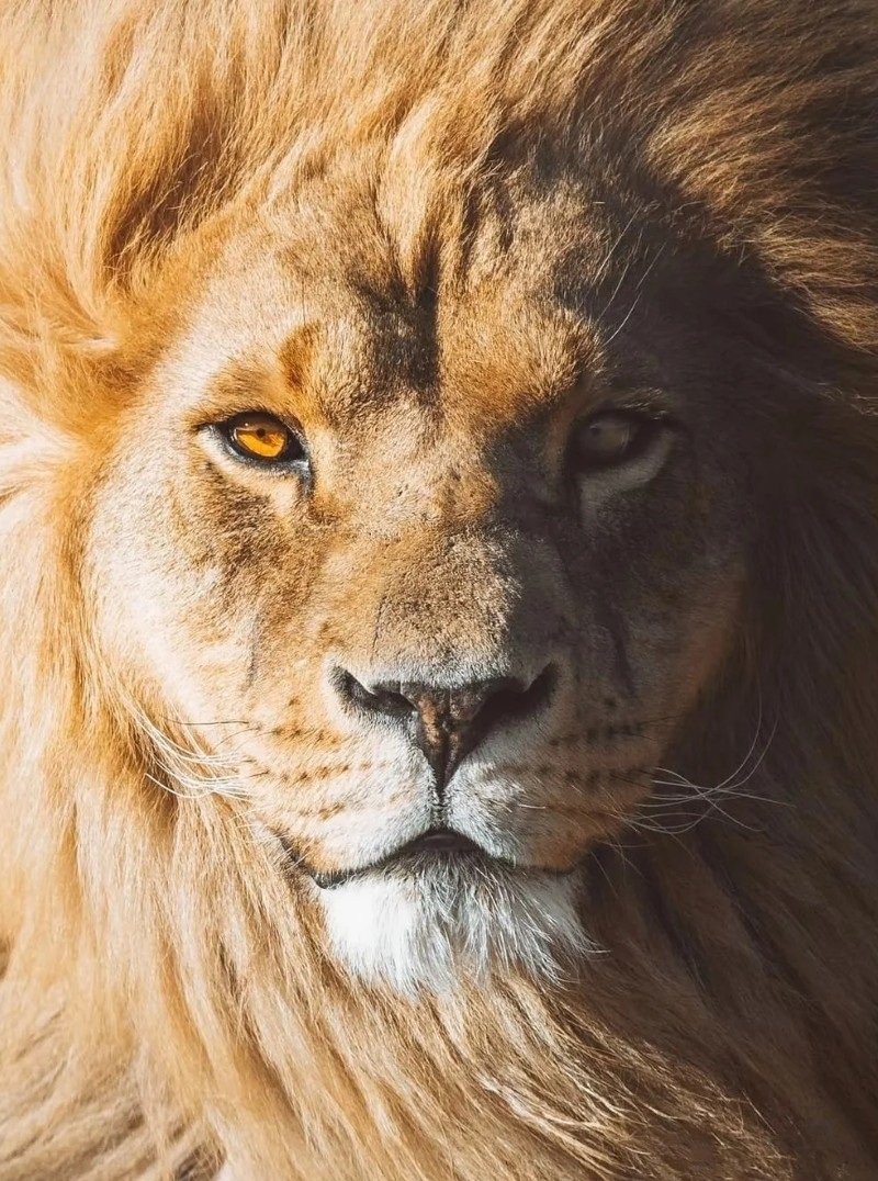 hình con sư tử 14