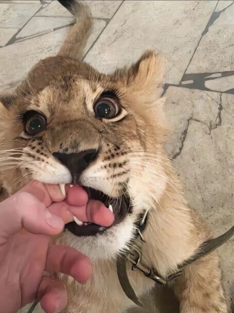 hình con sư tử 16