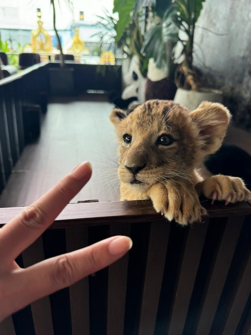 hình con sư tử 17