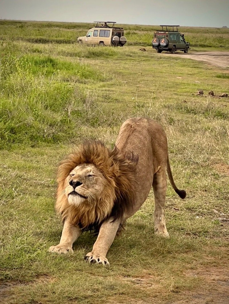 hình con sư tử 31