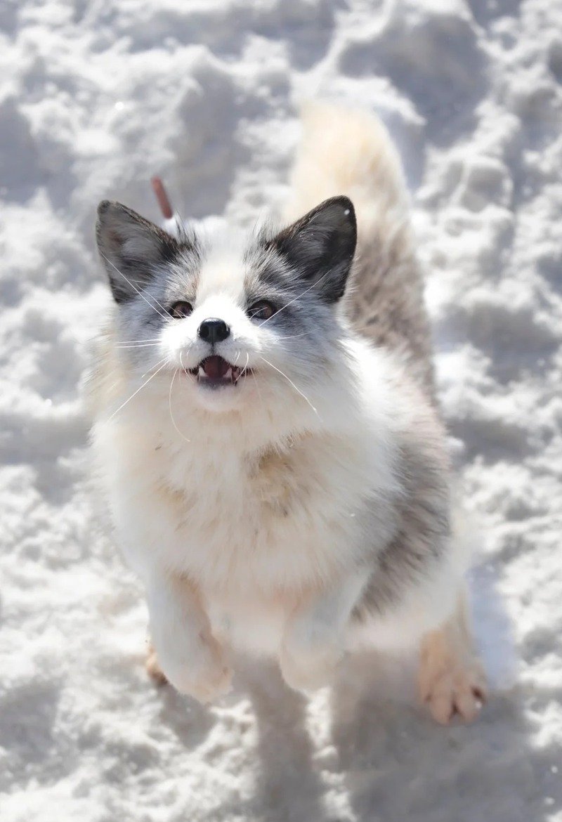 Hình nền hồ ly cute cho điện thoại