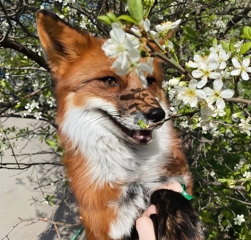 Hồ ly cute với tạo hình đáng yêu