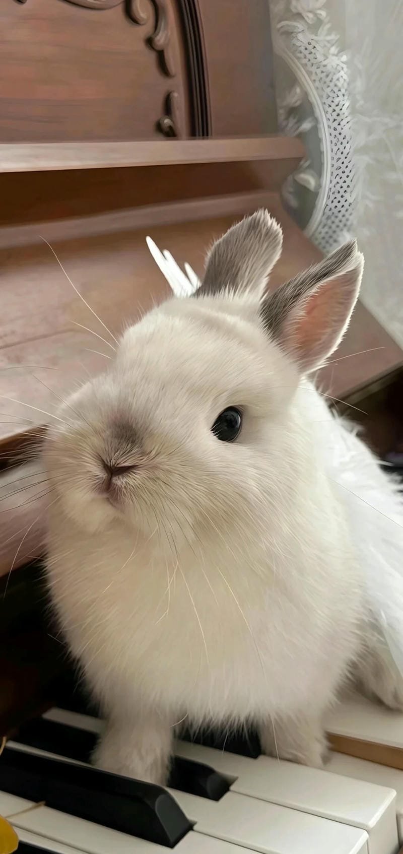 Ảnh thỏ cute làm hình nền màn hình khóa