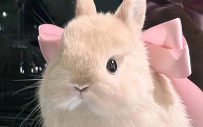 222+ Hình nền con thỏ cute dễ thương cho điện thoại