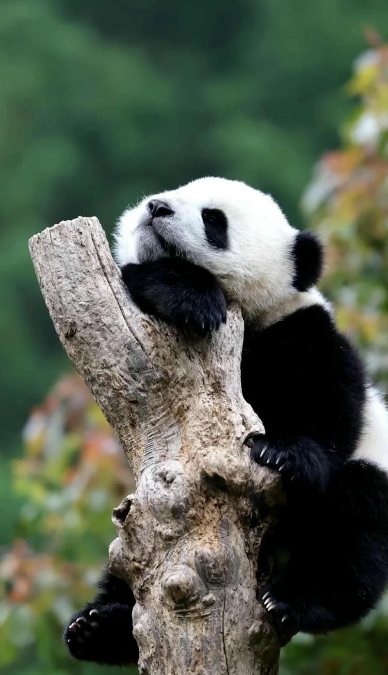 Ảnh gấu trúc dễ thương với biểu cảm vui nhộn
