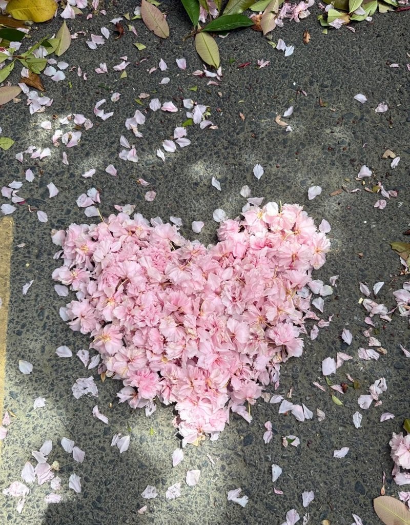 hình nền hoa anh đào rơi 12