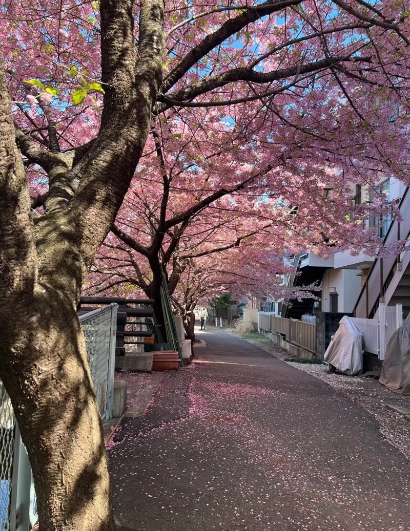 hình nền hoa anh đào rơi 13