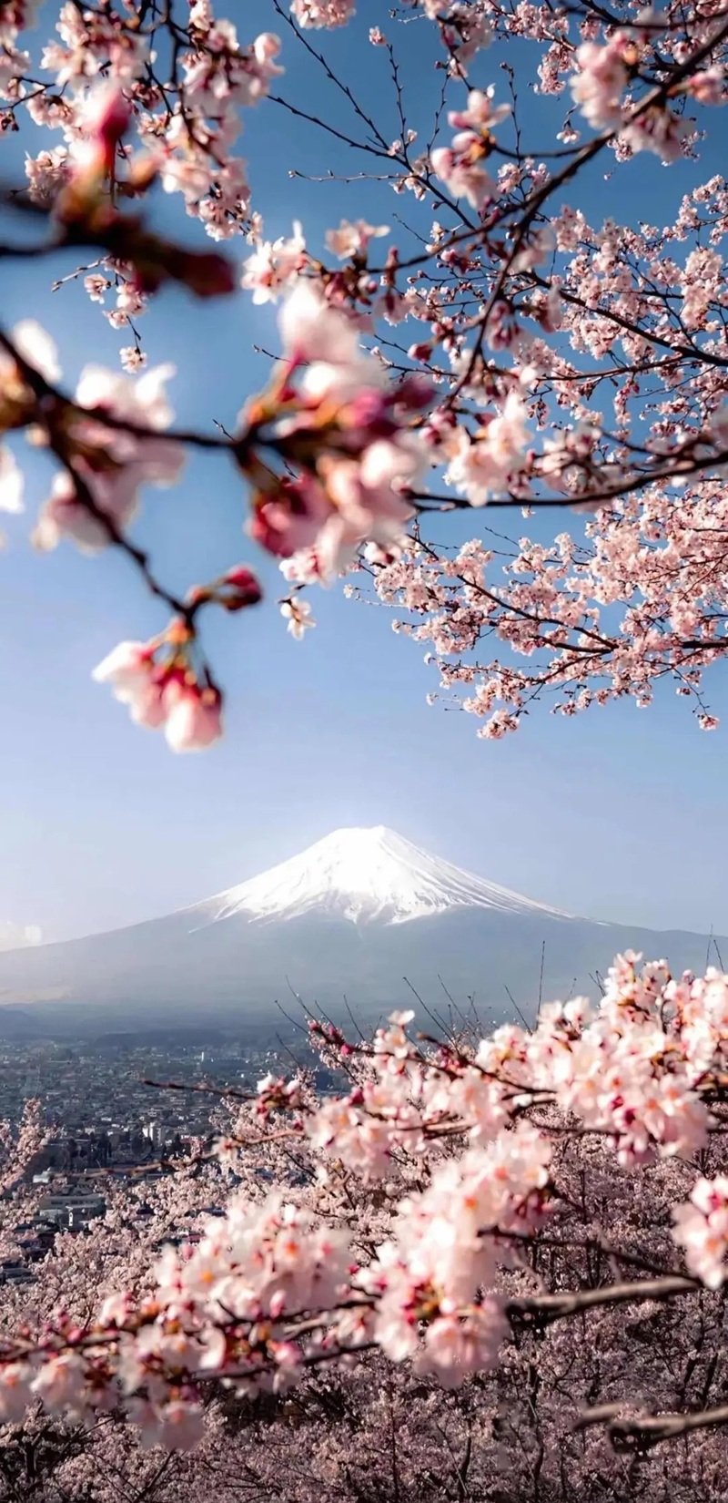 hình nền hoa anh đào rơi 19