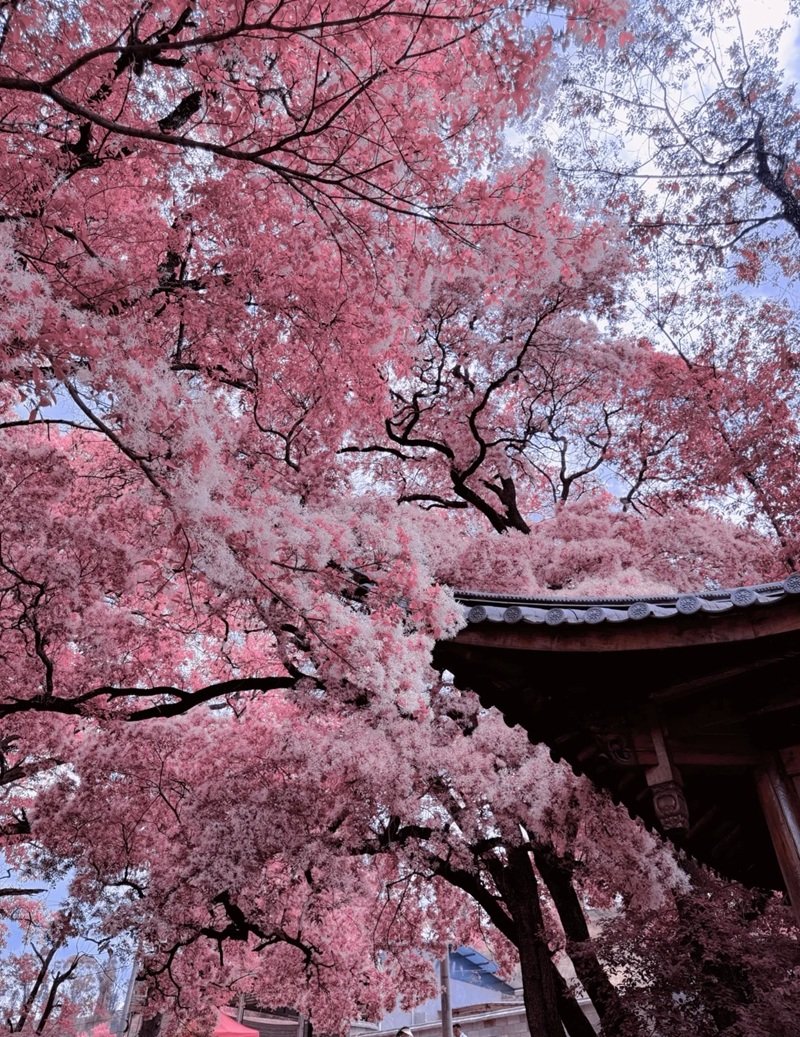 hình nền hoa anh đào rơi 20