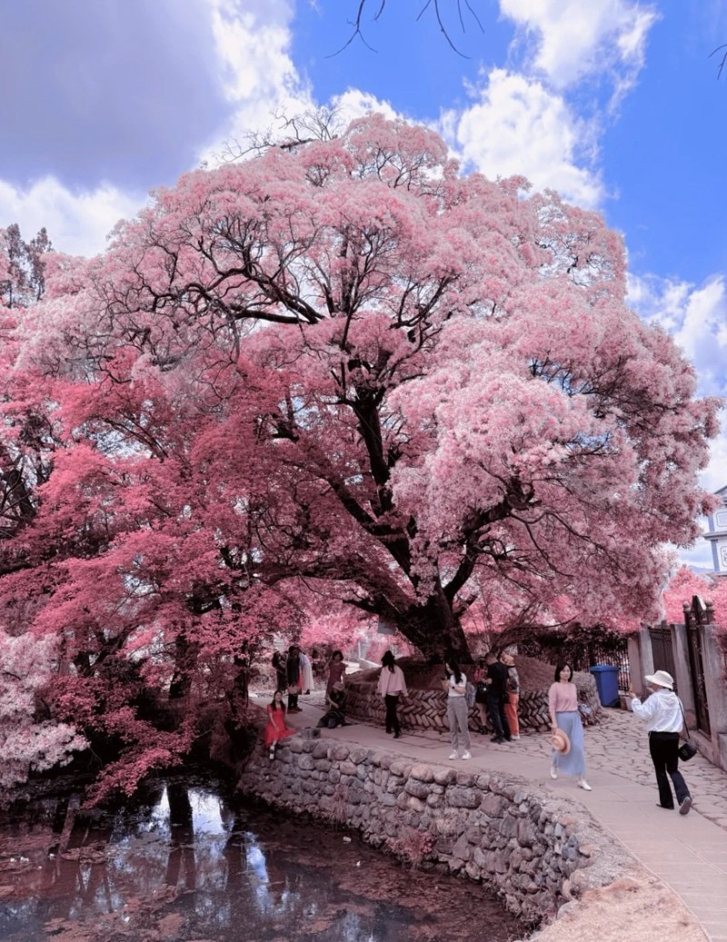 hình nền hoa anh đào rơi 21