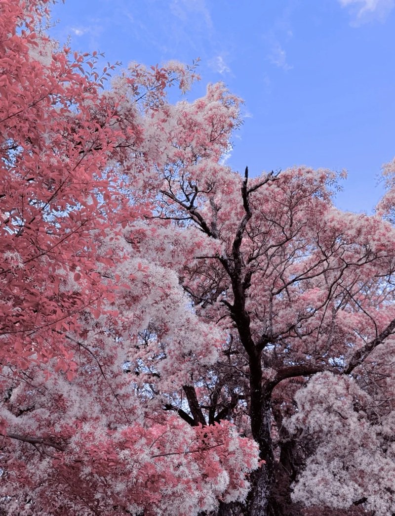 hình nền hoa anh đào rơi 22