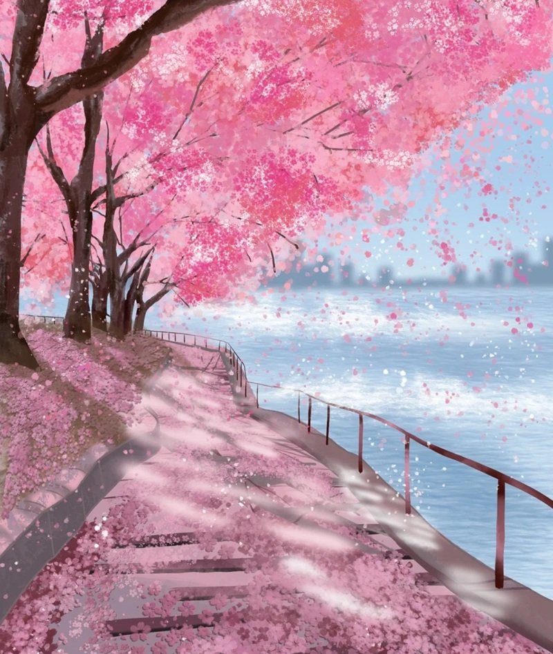 hình nền hoa anh đào rơi 33