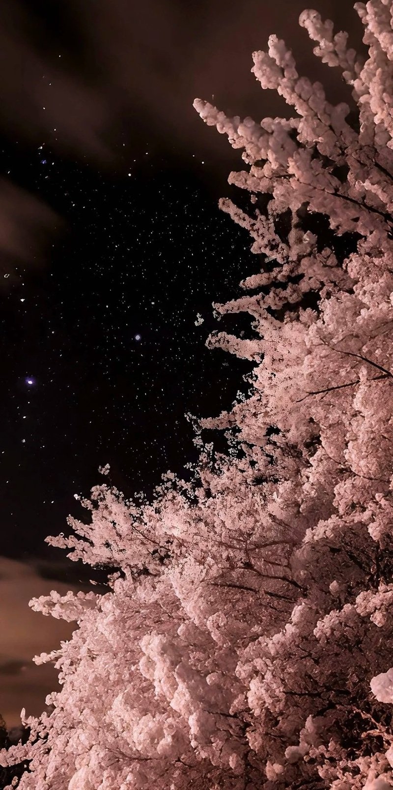 hình nền hoa anh đào rơi 4