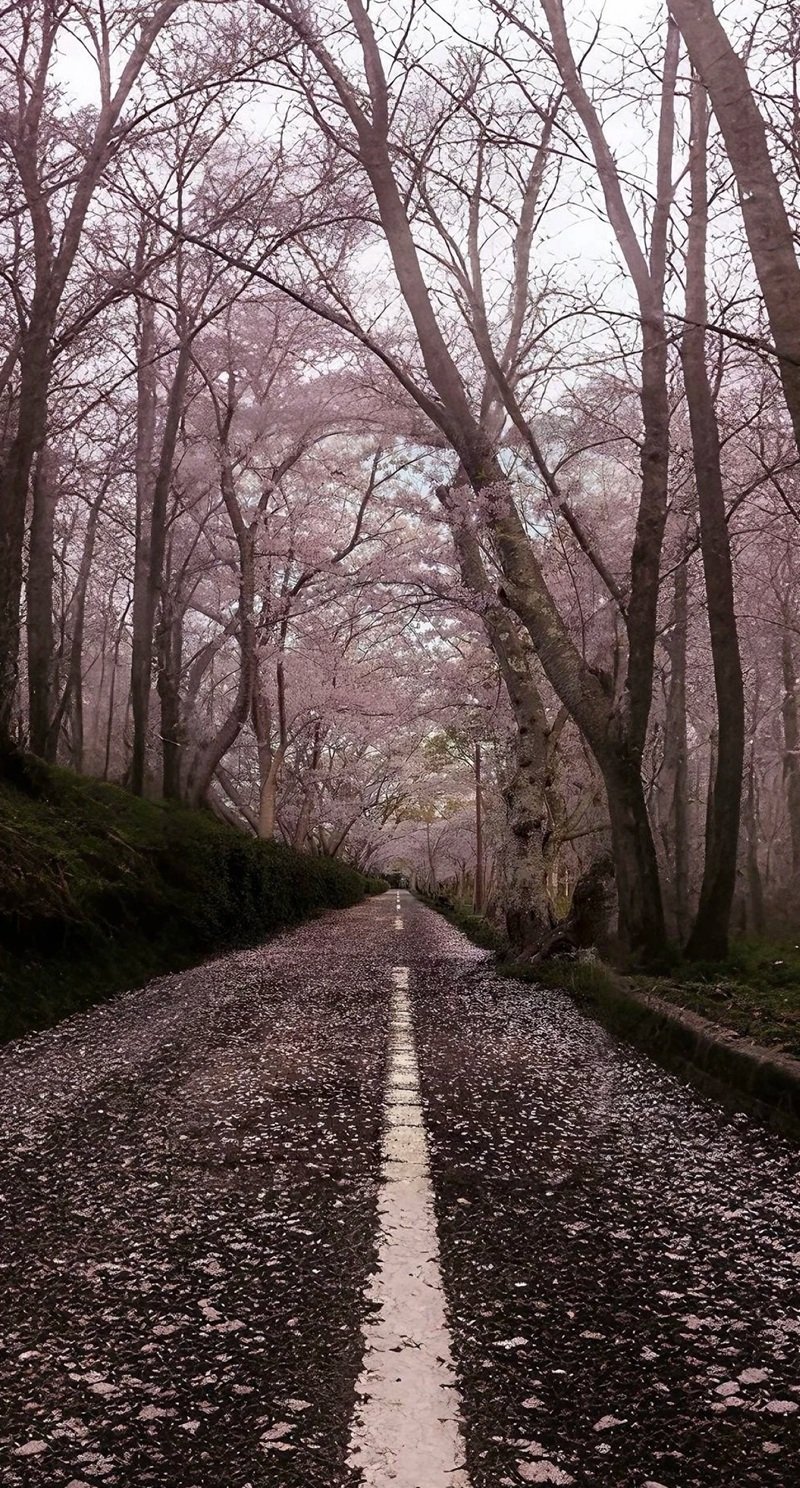 hình nền hoa anh đào rơi 6