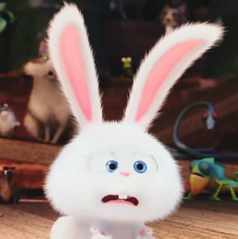 Thỏ snowball meme với biểu cảm hài hước đáng yêu