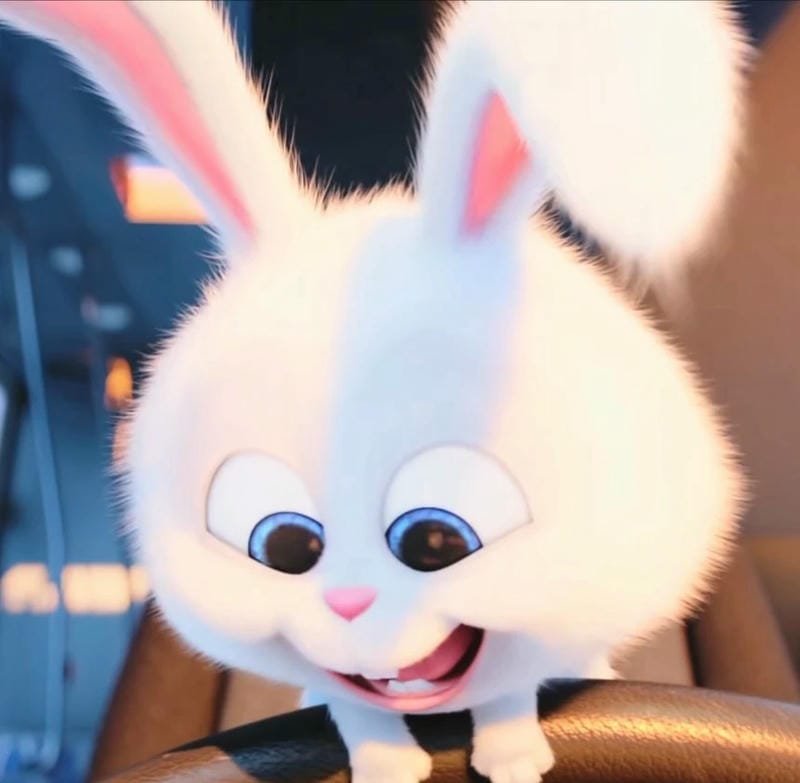 Thỏ snowball meme nổi tiếng được cộng đồng mạng yêu thích