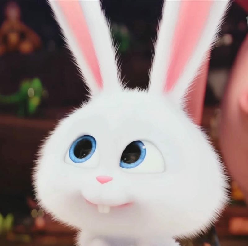 Thỏ snowball meme làm ảnh đại diện cực kỳ vui nhộn