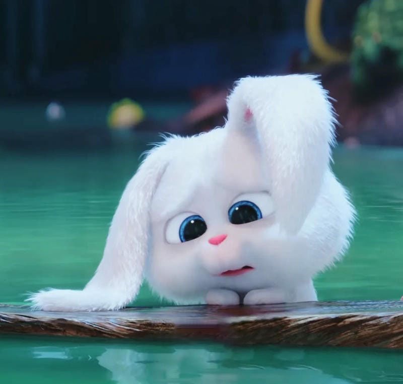 Thỏ snowball meme với khuôn mặt ngộ nghĩnh dễ thương