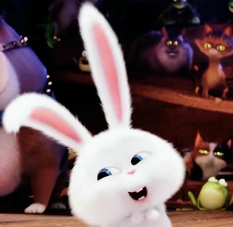 Thỏ snowball meme được chia sẻ rộng rãi trên mạng xã hội