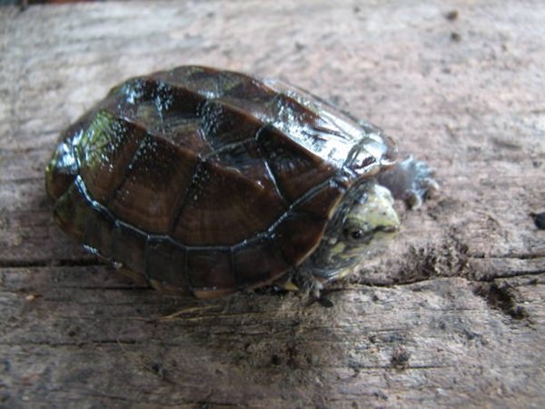 rùa ba gờ 15