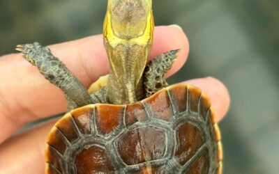 Rùa Ba Gờ – Đặc Điểm, Giá Bán Và Kinh Nghiệm Nuôi Hiệu Quả