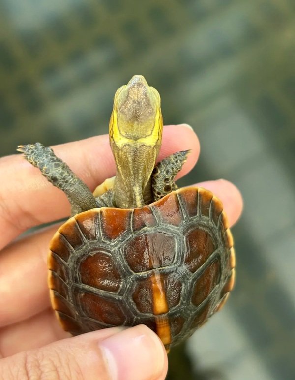 Rùa Ba Gờ – Đặc Điểm, Giá Bán Và Kinh Nghiệm Nuôi Hiệu Quả