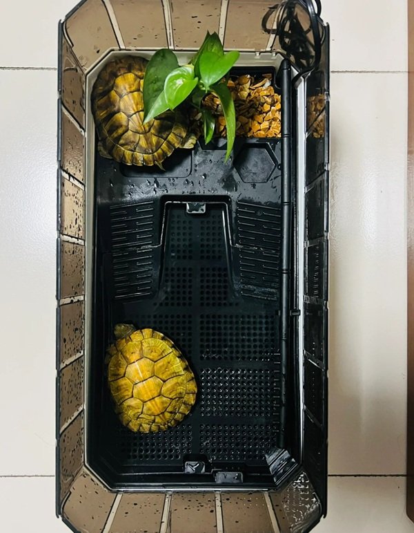 rùa bụng vàng 12