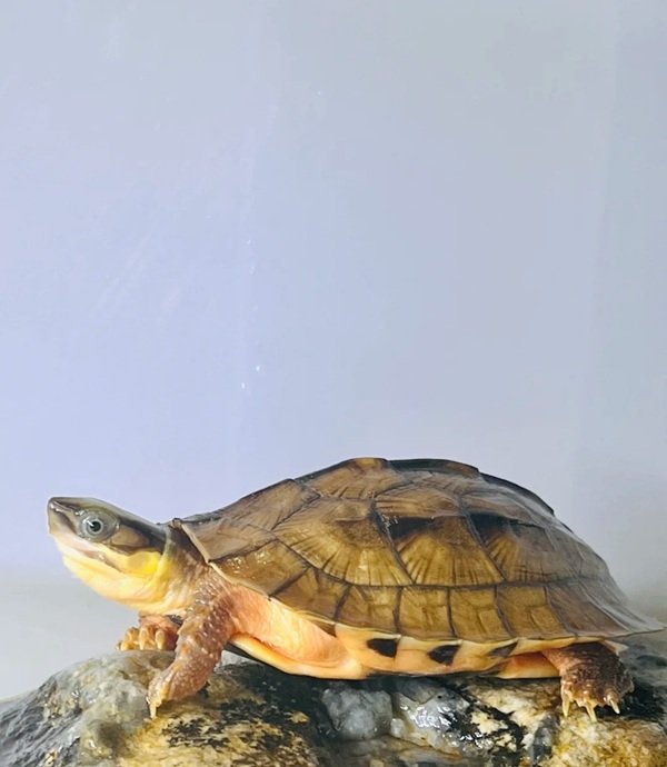 rùa bụng vàng 13