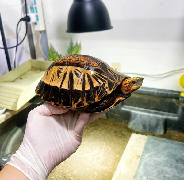 rùa bụng vàng 16