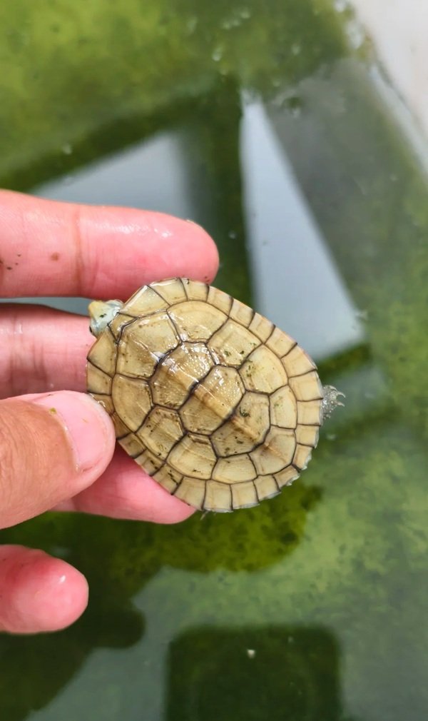 rùa bụng vàng 19
