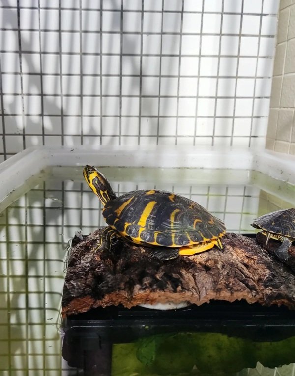 rùa bụng vàng 20