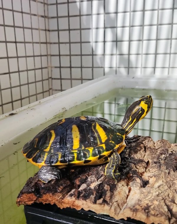 rùa bụng vàng 21