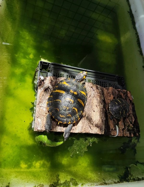 rùa bụng vàng 22