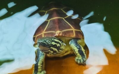 Rùa bụng vàng – Đặc điểm, giá bán và kinh nghiệm nuôi