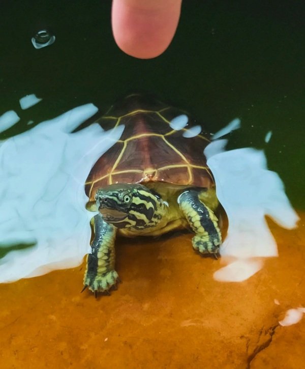 Rùa bụng vàng – Đặc điểm, giá bán và kinh nghiệm nuôi